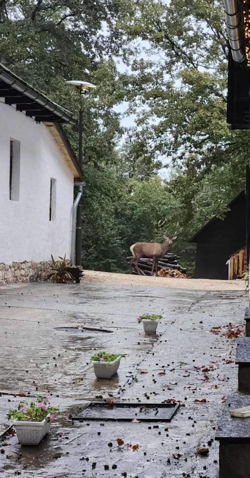 Déjá Vu Szállás&Rendezvény Zirc Extérieur photo